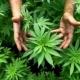 Cannabis, verso la legalizzazione?